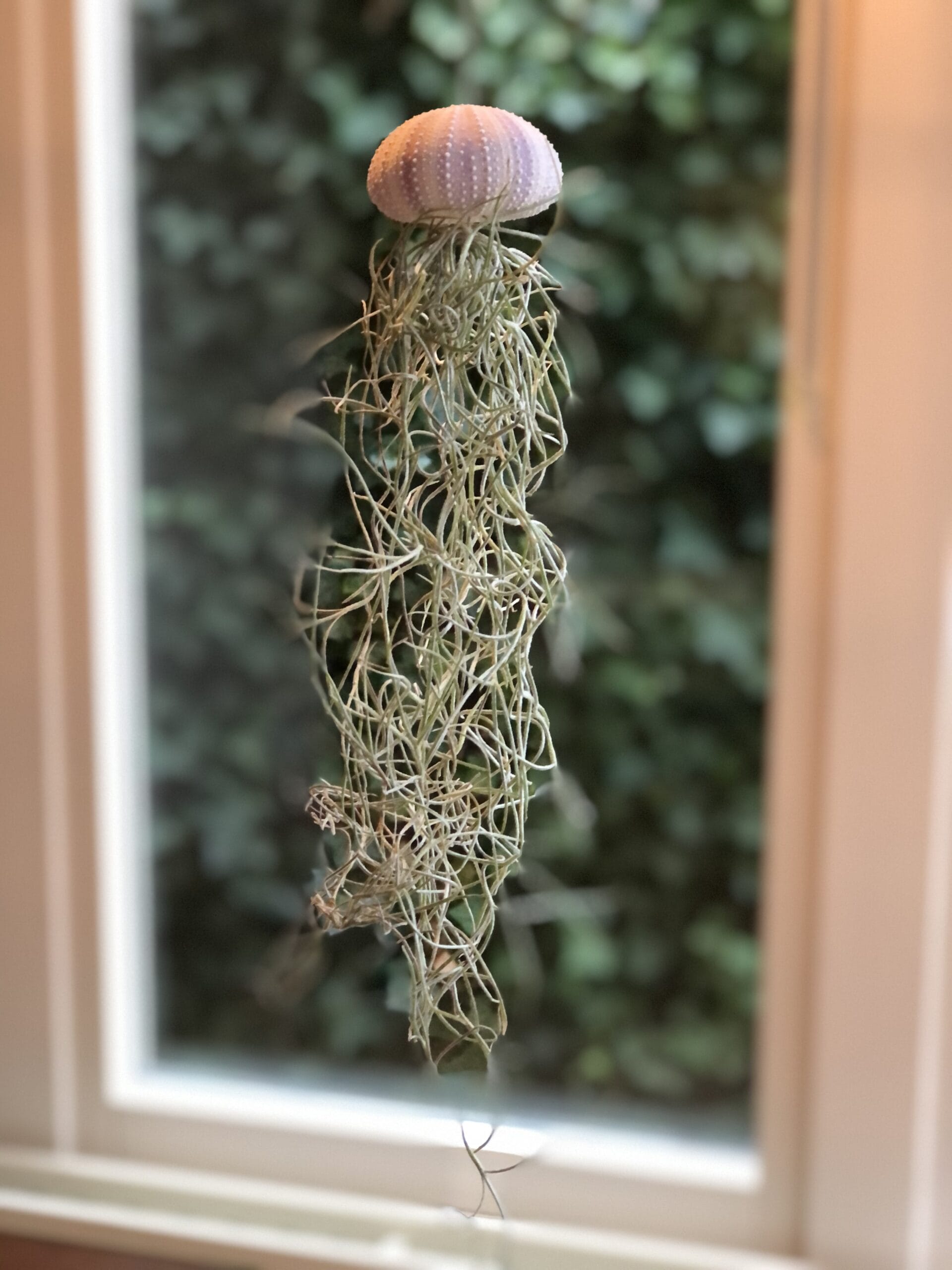 Jellyfish Airplant Medium (zee-egel tillandsia) met spaans mos ↑ 25 cm ⌀ 5 cm