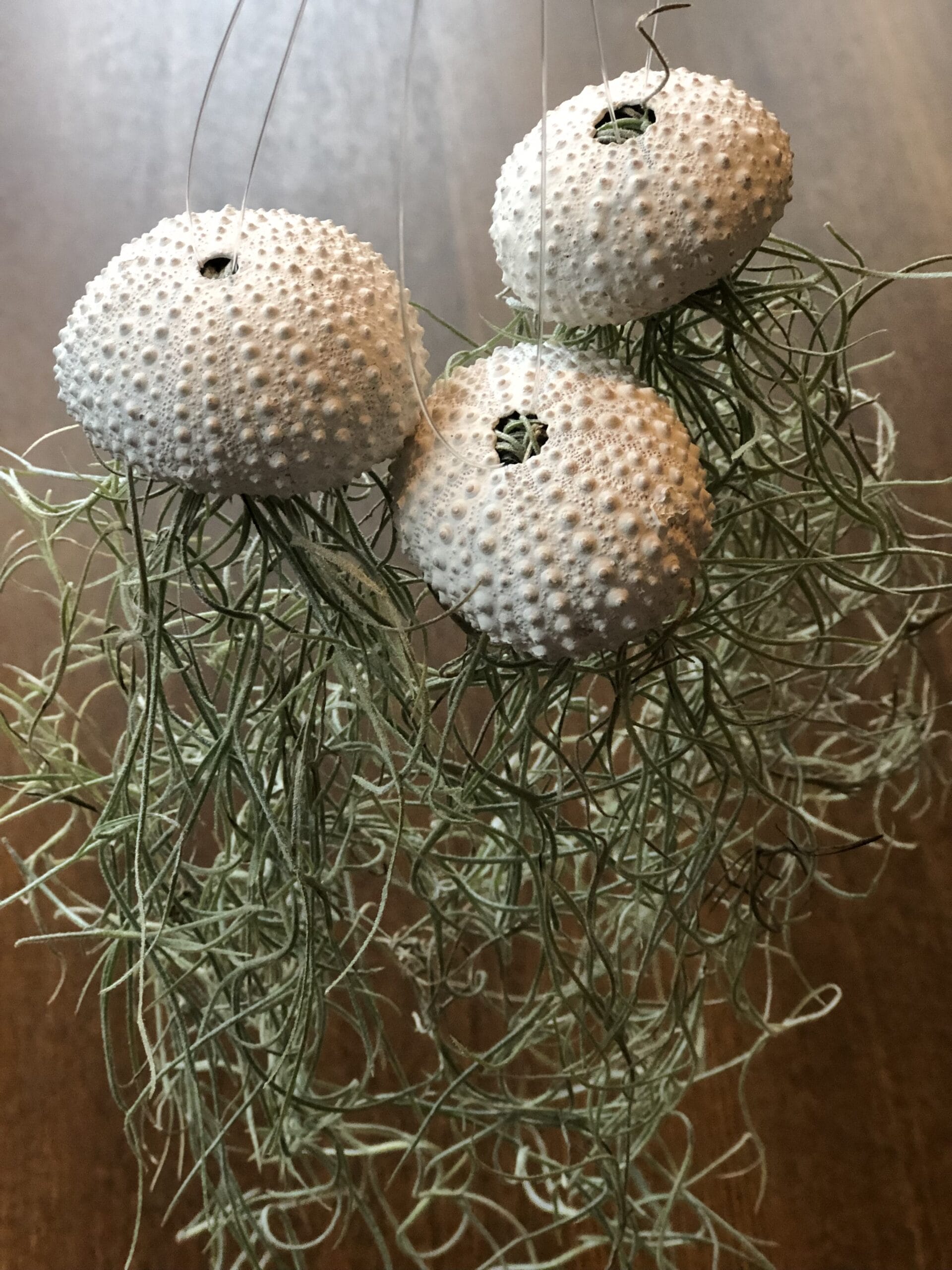 Jellyfish Airplant Small set van 3 (zee-egel tillandsia) met spaans mos ↑ 25 cm ⌀ 3 cm - Afbeelding 2