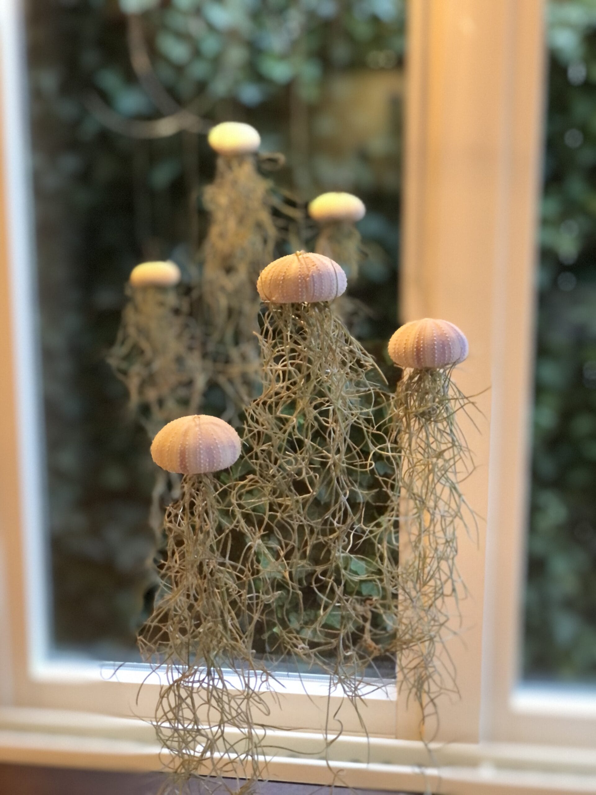 Jellyfish Airplant Medium set van 3 (zee-egel tillandsia) met spaans mos ↑ 25 cm ⌀ 5 cm - Afbeelding 4