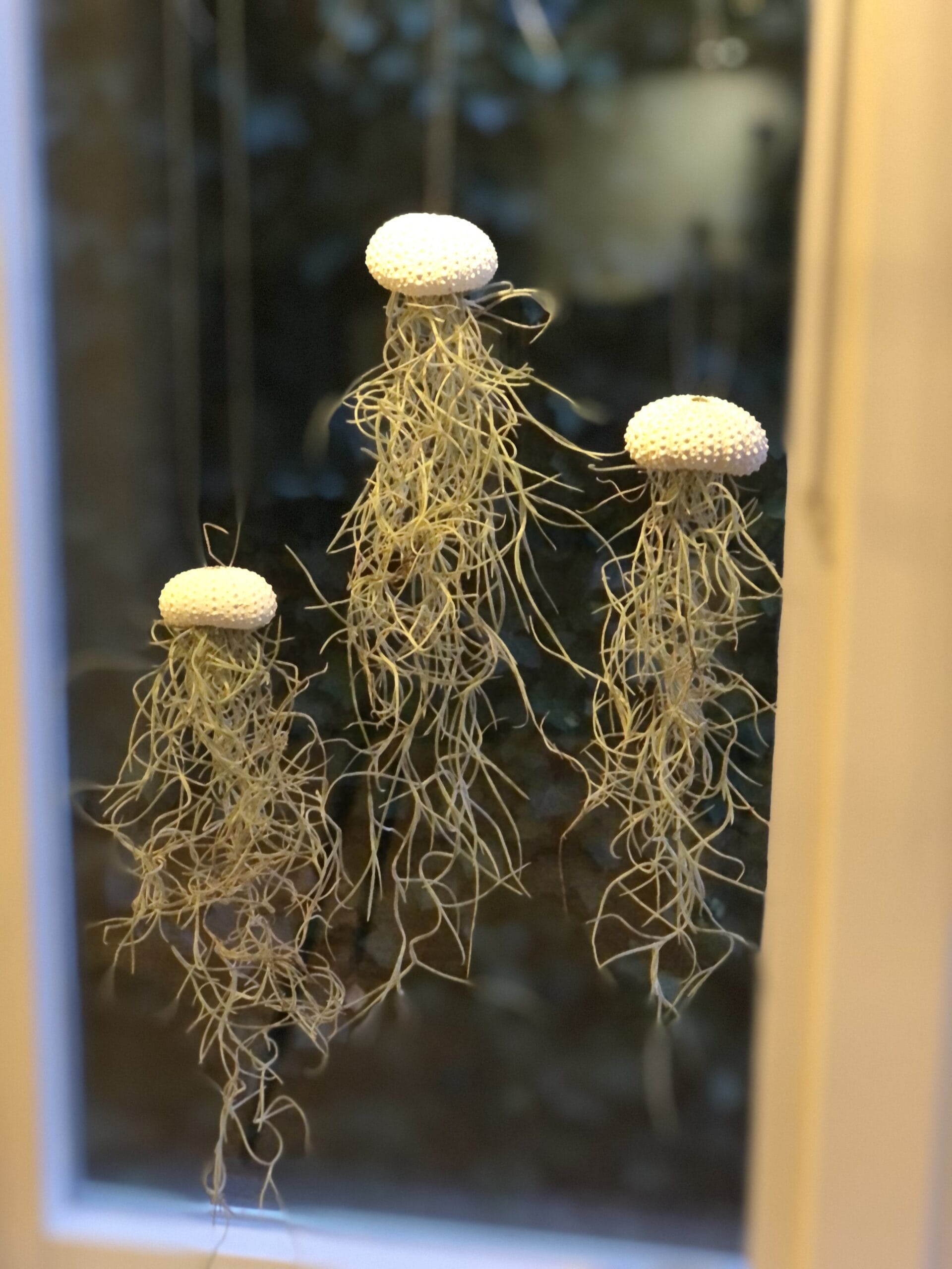 Jellyfish Airplant Small set van 3 (zee-egel tillandsia) met spaans mos ↑ 25 cm ⌀ 3 cm