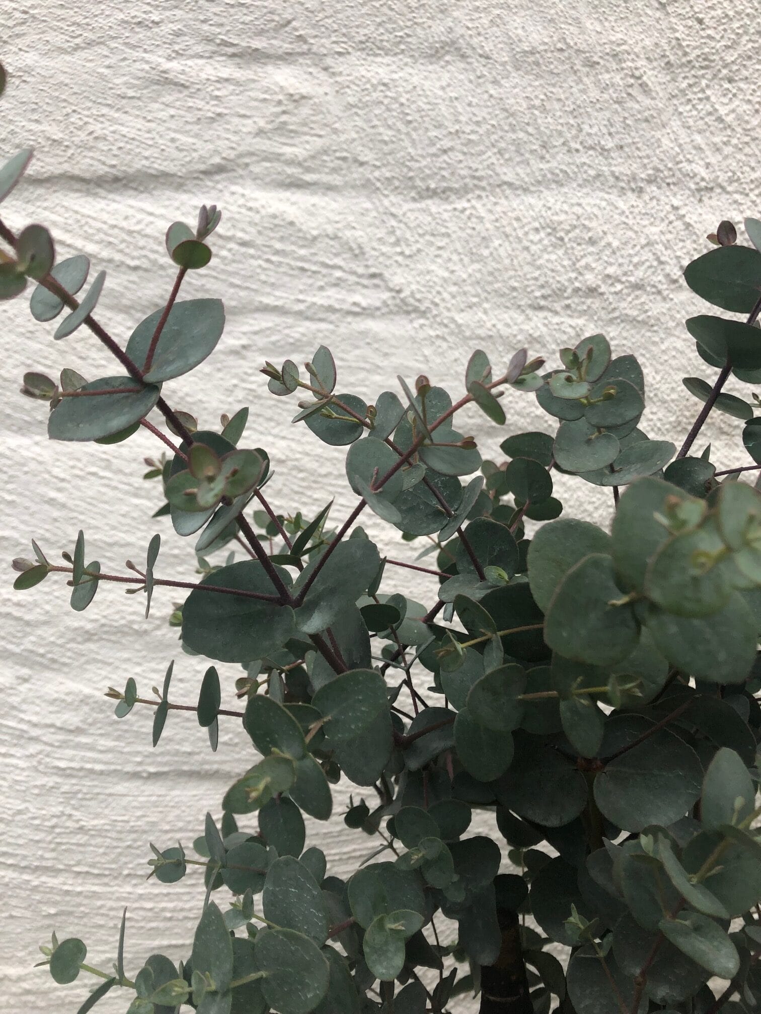 Eucalyptus Gunnii op stam ↑ 70 cm ⌀ 17 cm - Afbeelding 3