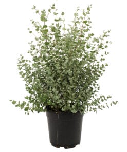 eucalyptus struik 60