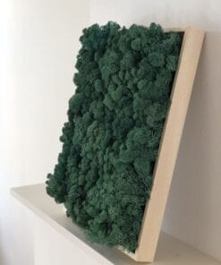 mosschilderij 50 x 50 cm rendiermos donkergroen 0