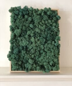 mosschilderij 50 x 50 cm rendiermos donkergroen 1