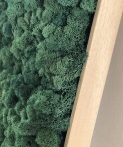 mosschilderij 50 x 50 cm rendiermos donkergroen 2