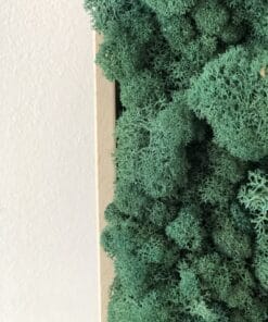 mosschilderij 50 x 50 cm rendiermos donkergroen 3