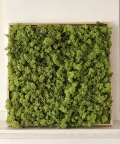 mosschilderij 50 x 50 cm rendiermos limegroen 1