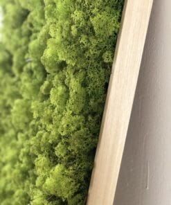 mosschilderij 50 x 50 cm rendiermos limegroen 2