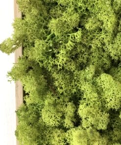 mosschilderij 50 x 50 cm rendiermos limegroen 3