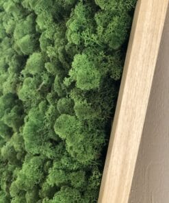 mosschilderij 50 x 50 cm rendiermos woudgroen 2