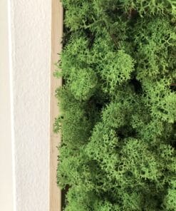 mosschilderij 50 x 50 cm rendiermos woudgroen 3