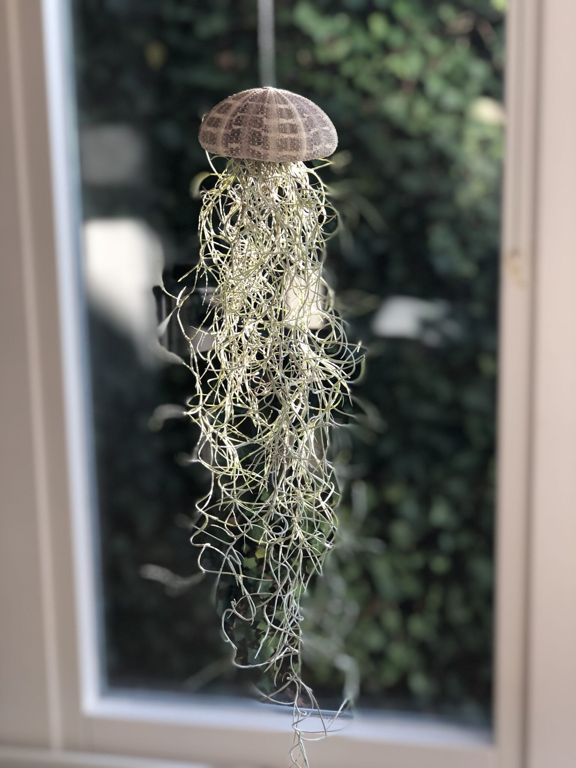 Jellyfish Airplant Large (zee-egel tillandsia) met spaans mos ↑ 35 cm ⌀ 8-10 cm