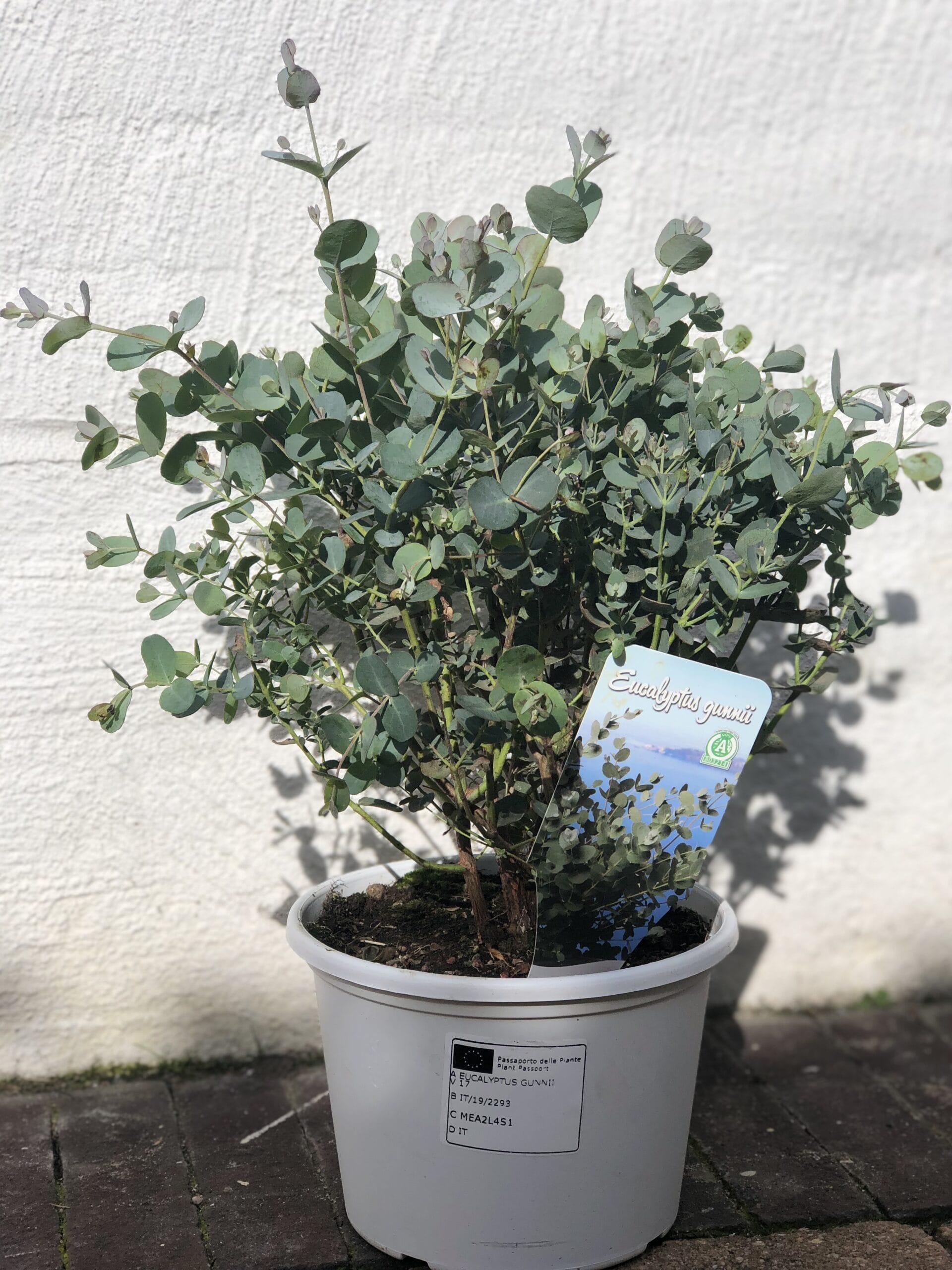 Eucalyptus gunnii ↑ 40 cm ⌀ 17 cm - Afbeelding 2
