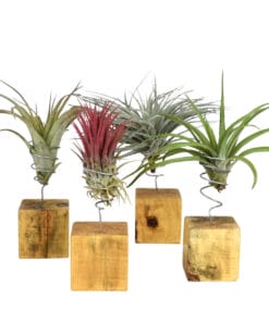 airplant_luchtplantjes_standaard_houtblokje_spiraal_sfeer