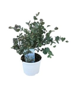 eucalyptus_gunnii_17_40