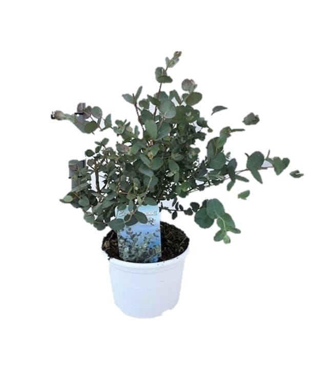 eucalyptus_gunnii_17_40