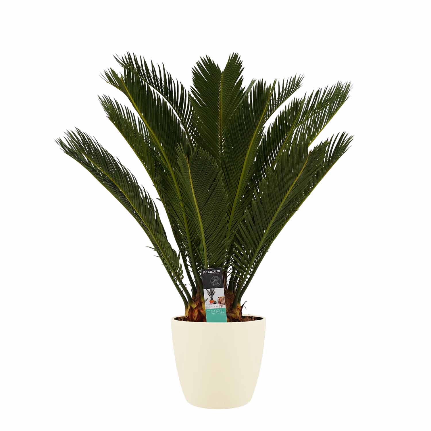 Cycas Revoluta met Elho brussels soap ↑ 65 cm ⌀ 17 cm