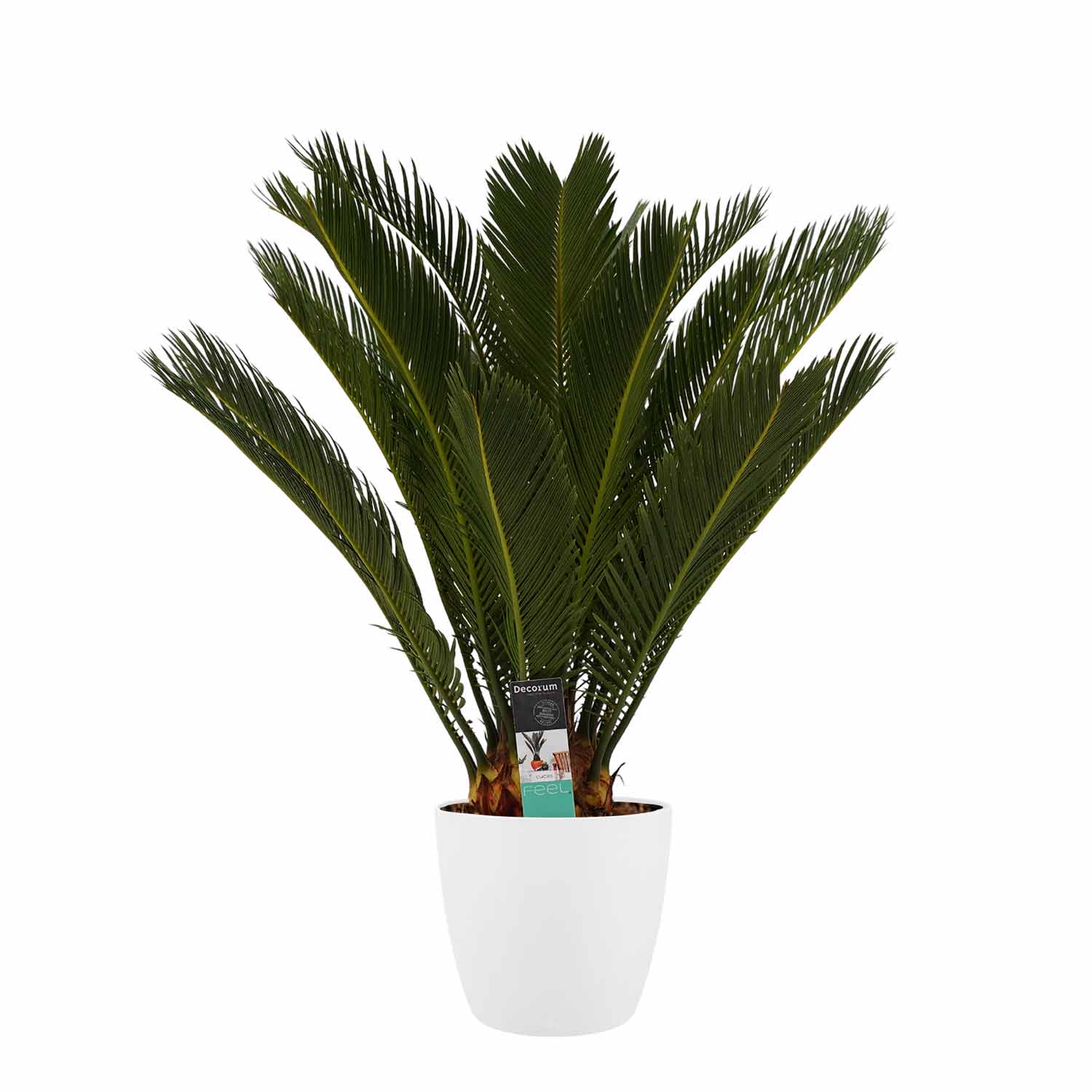 Cycas Revoluta met Elho brussels white ↑ 65 cm ⌀ 17 cm