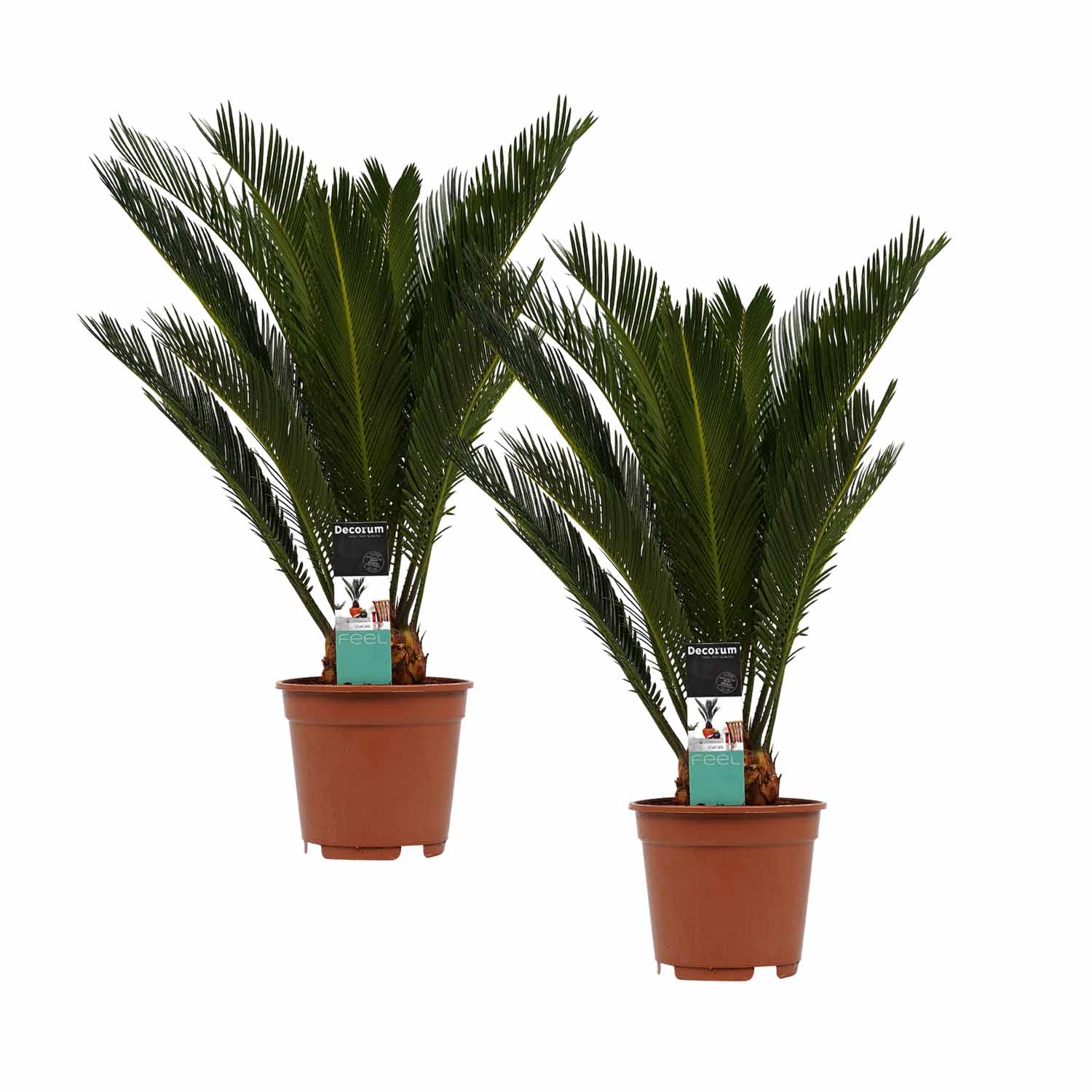 Duo Cycas Revoluta ↑ 55 cm ⌀ 14 cm