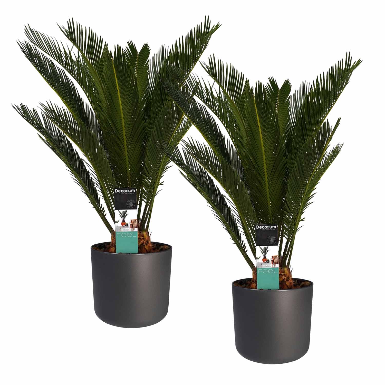 Duo Cycas Revoluta met Elho antracite ↑ 55 cm ⌀ 14 cm