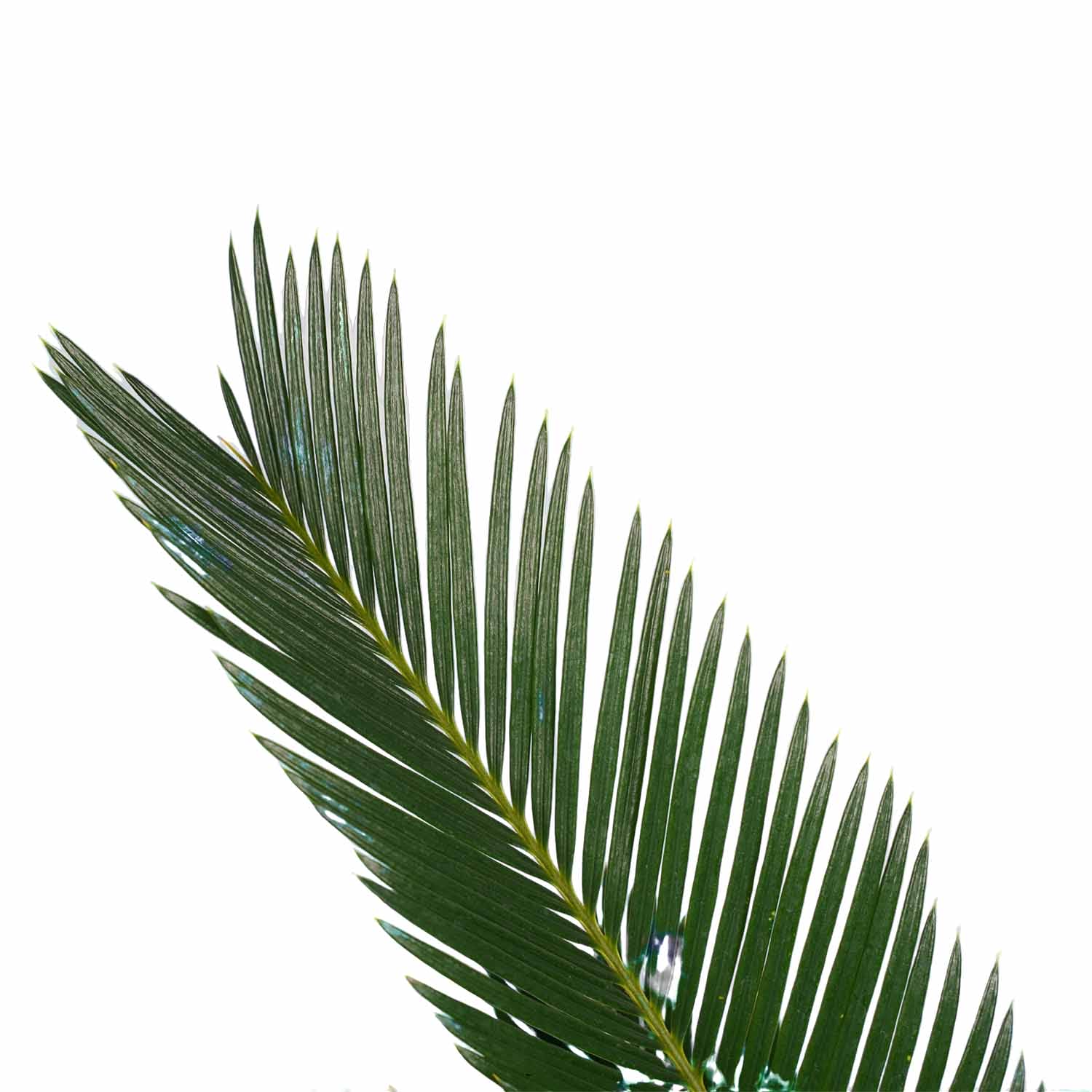 Duo Cycas Revoluta met Elho antracite ↑ 55 cm ⌀ 14 cm - Afbeelding 3