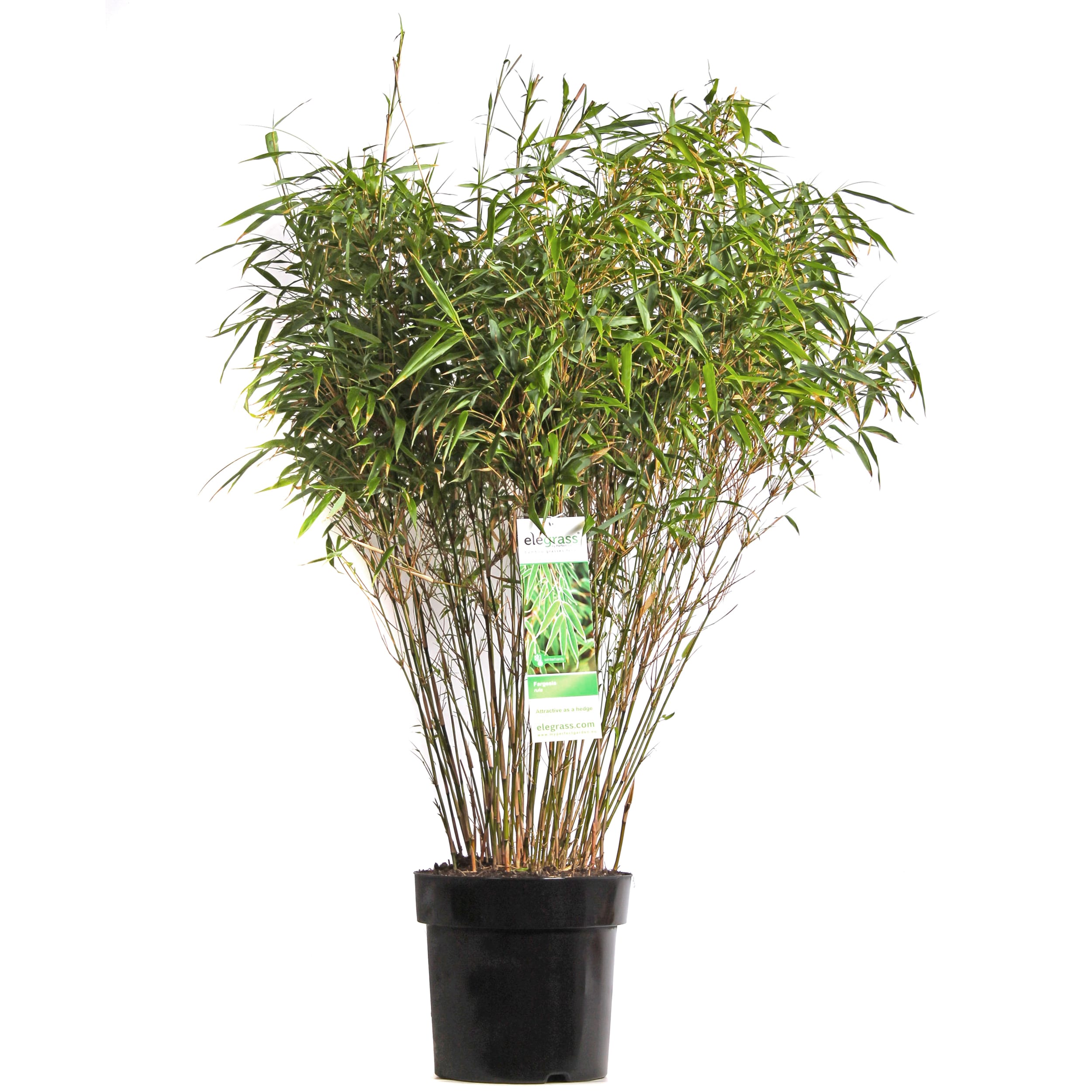 Fargesia Rufa (Bamboe) ↑ 80 cm ⌀ 29 cm