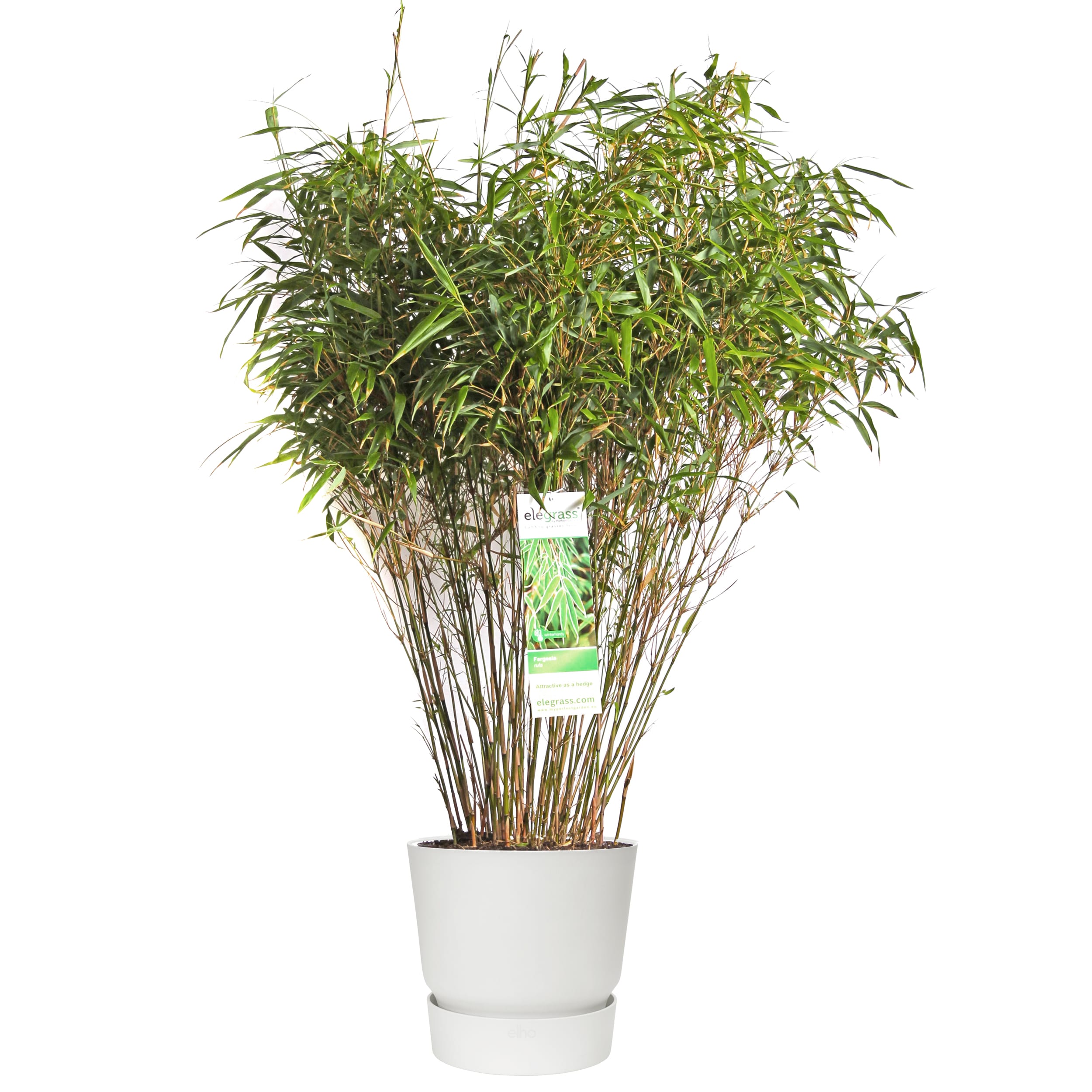 Fargesia Rufa (Bamboe) in ELHO outdoor sierpot (wit) ↑ 80 cm ⌀ 29 cm