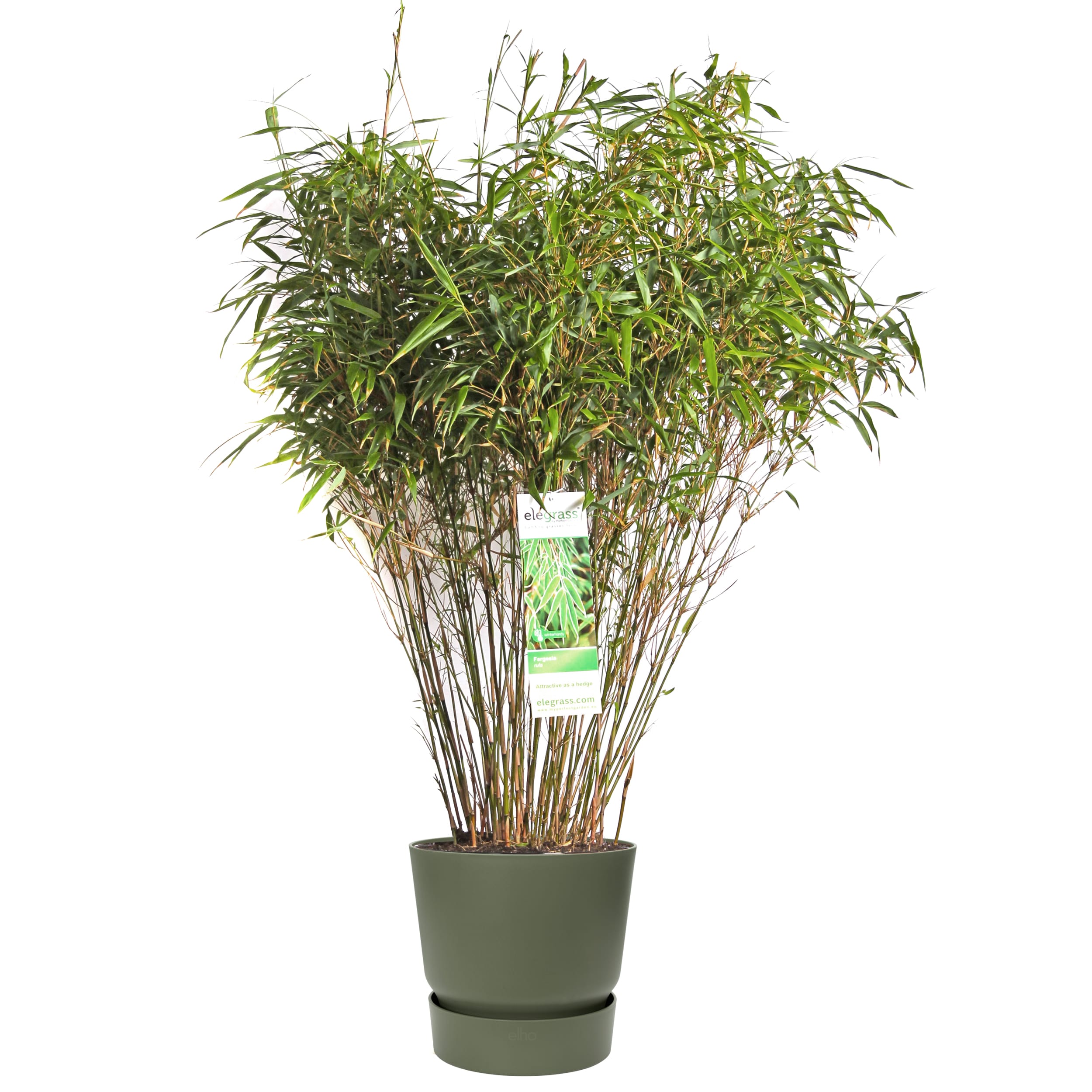 Fargesia Rufa (Bamboe) in ELHO outdoor sierpot (groen) ↑ 80 cm ⌀ 29 cm