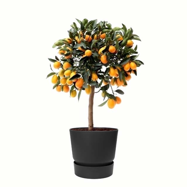 Citrus Kumquat in ELHO outdoor sierpot (zwart) ↑ 75 cm ⌀ 25 cm