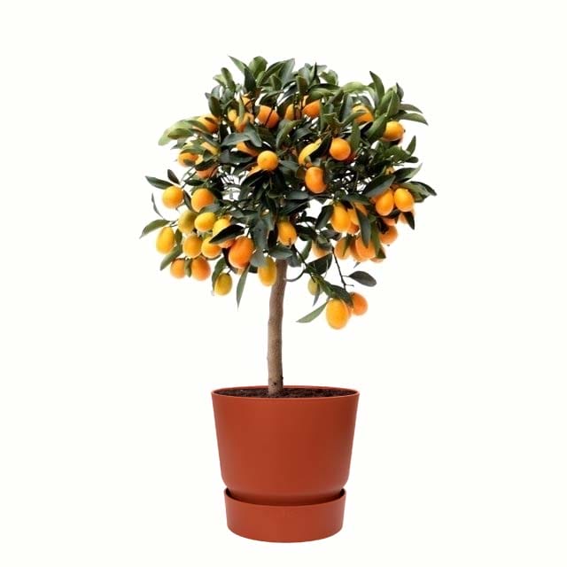 Citrus Kumquat in ELHO outdoor sierpot (brique) ↑ 75 cm ⌀ 25 cm