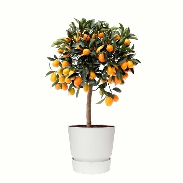 Citrus Kumquat in ELHO outdoor sierpot (wit) ↑ 75 cm ⌀ 25 cm