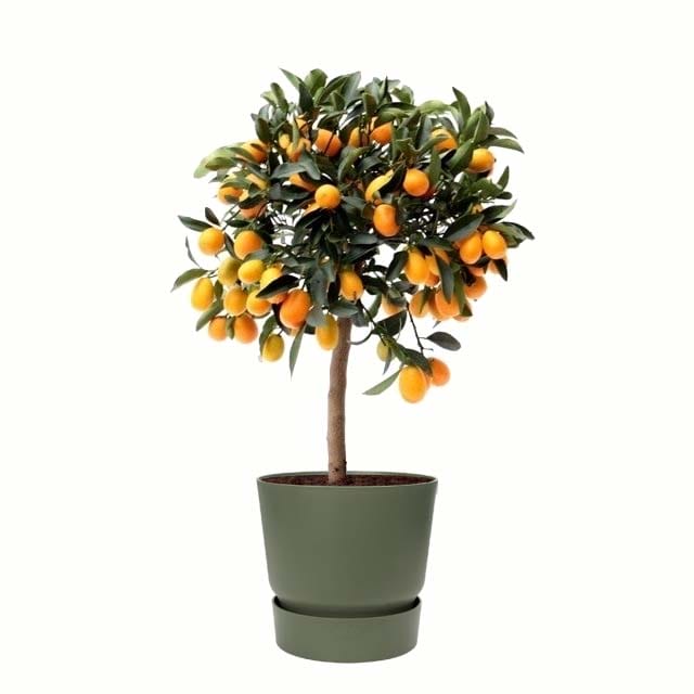 Citrus Kumquat in ELHO outdoor sierpot (groen) ↑ 75 cm ⌀ 25 cm