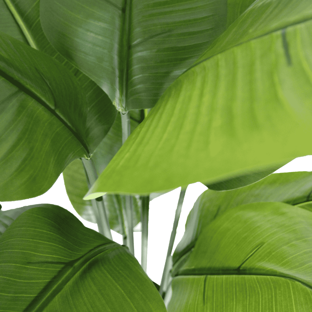 Bananen kunstplant zijde met ↑ 120 cm ⌀ 15 cm - Afbeelding 3