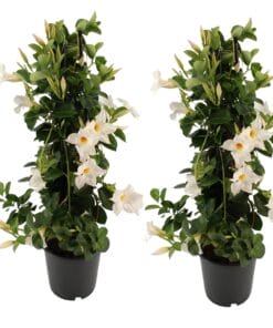 Dipladenia_wit - 2 stuks