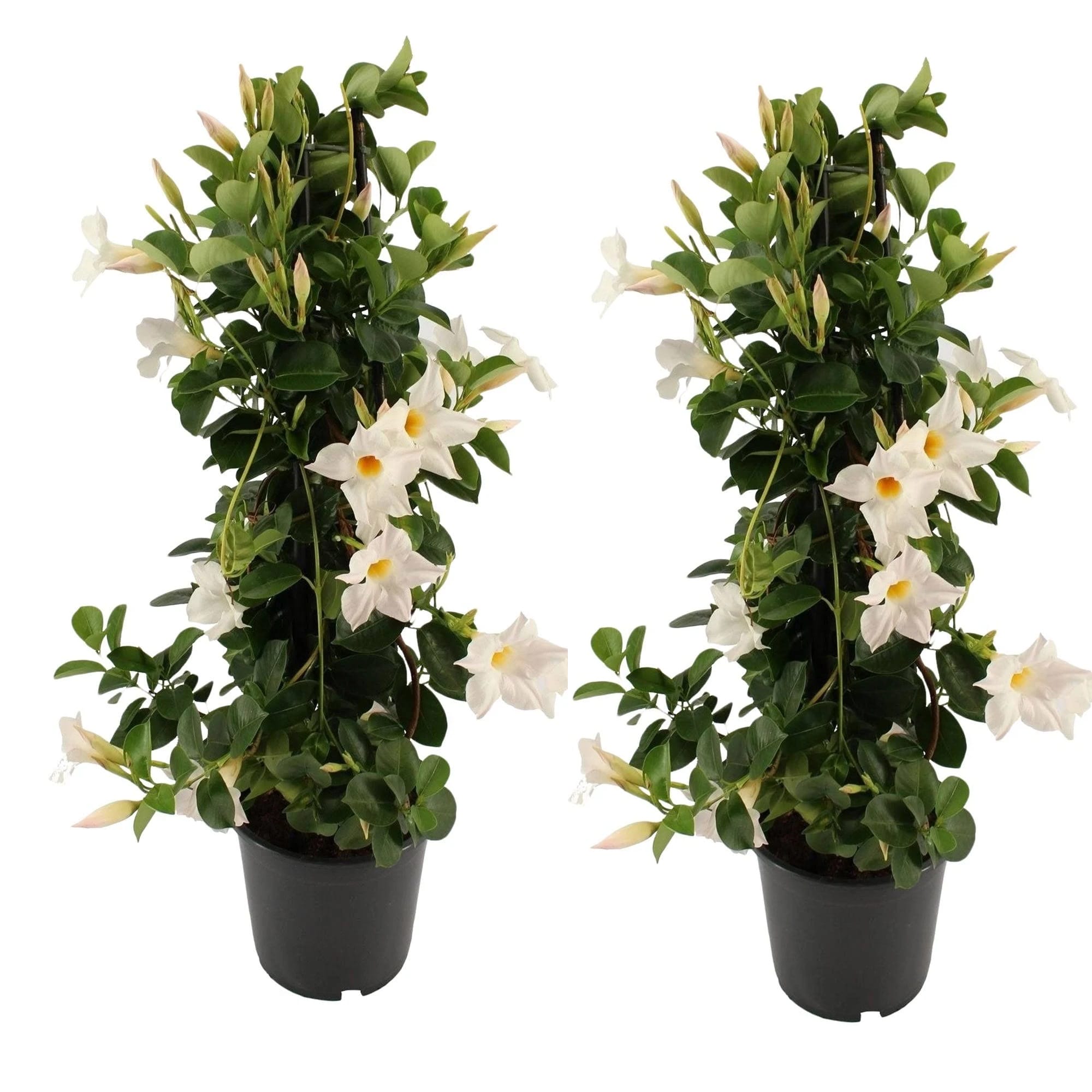 Dipladenia_wit - 2 stuks