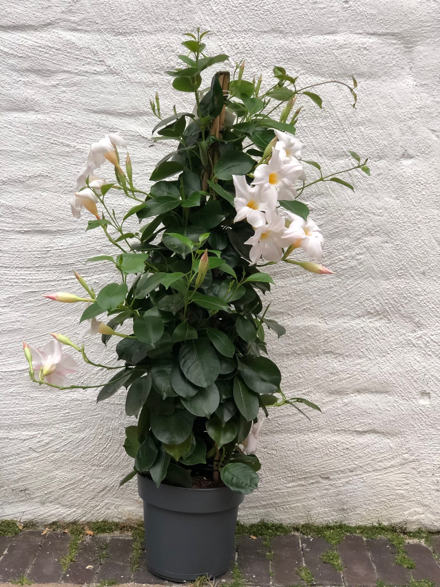 Dipladenia Sundaville (Mandevilla) wit - piramide 2 stuks ↑ 70 cm ⌀ 17 cm - Afbeelding 2