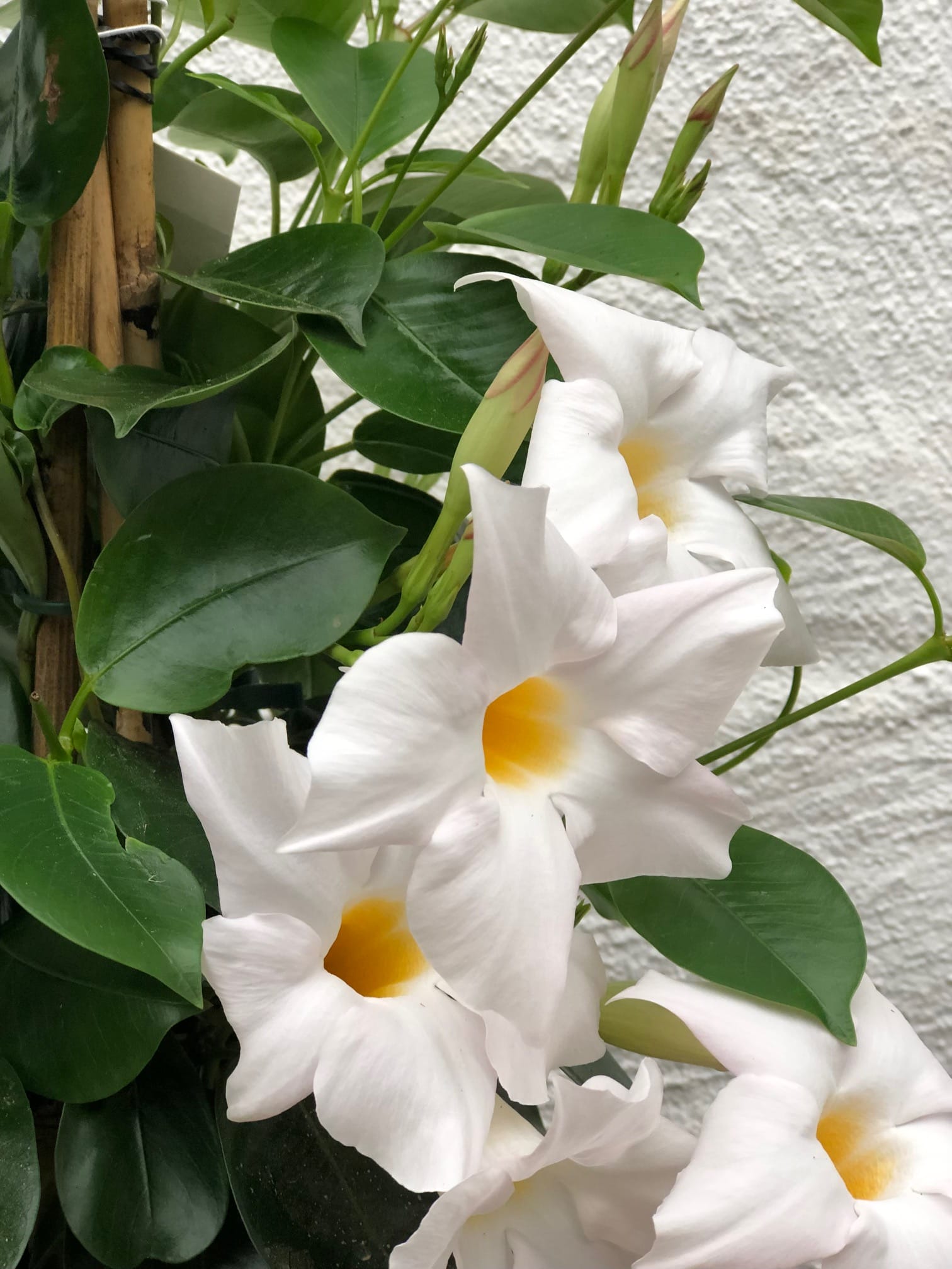 Dipladenia Sundaville (Mandevilla) wit - piramide 2 stuks ↑ 70 cm ⌀ 17 cm - Afbeelding 3