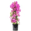 bougainvillea-piramide-roze