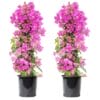 bougainvillea-piramide-roze - 2 stuks