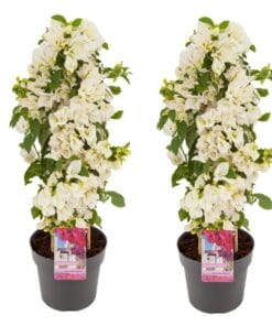bougainvillea - piramide - wit - 2 stuks