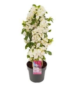 bougainvillea - piramide - wit