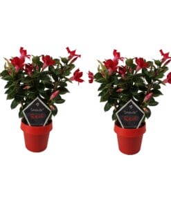 dipladenia rood - 2 stuks