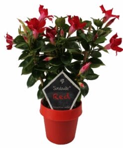 dipladenia rood