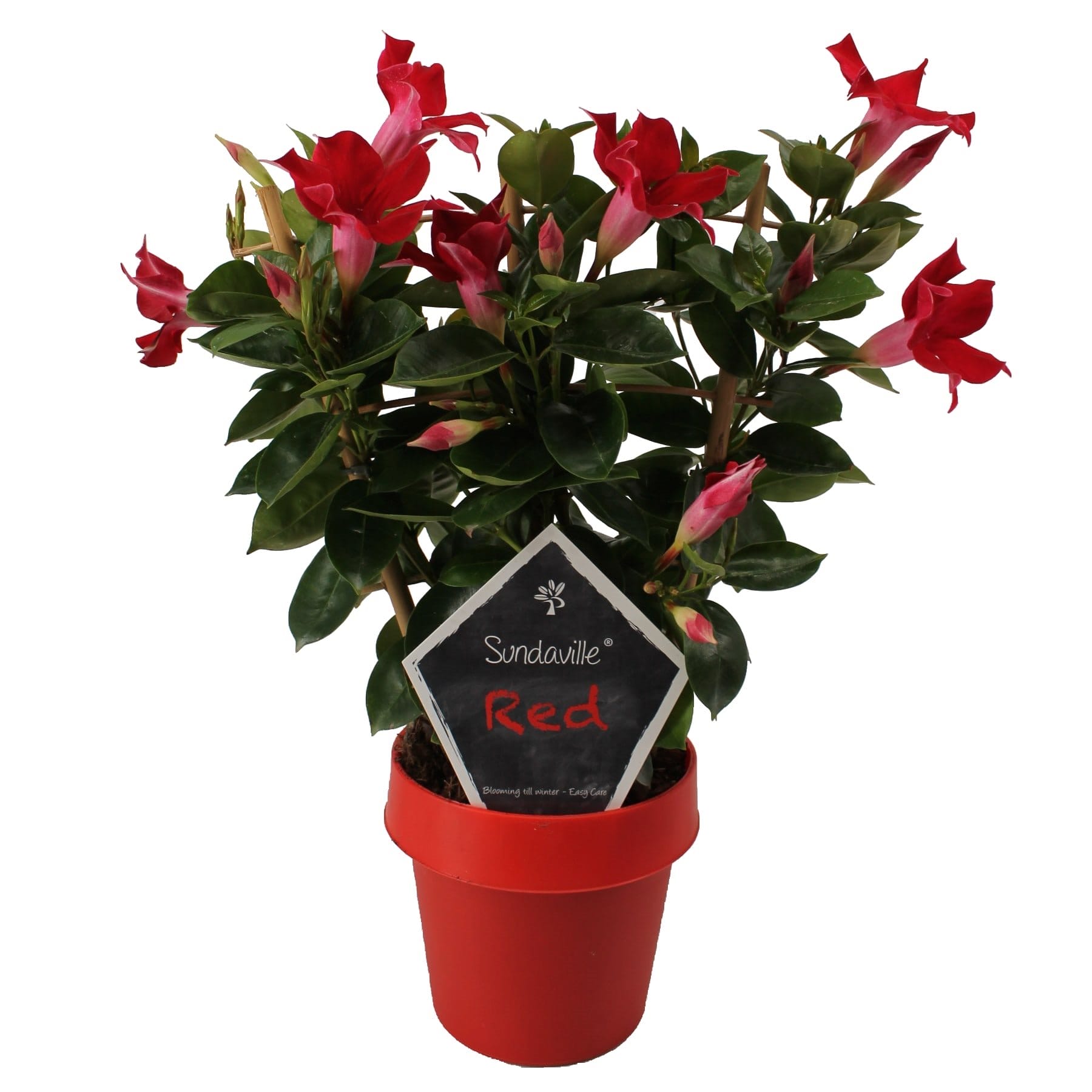 dipladenia rood