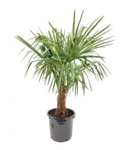 trachycarpus waaierpalm