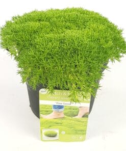 scleranthus hardbloem mosplant