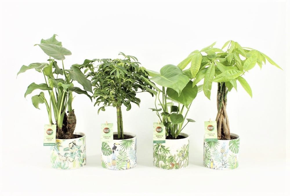 Jungle Mix in Jungle Keramiek ↑ 40 cm ⌀ 14 cm