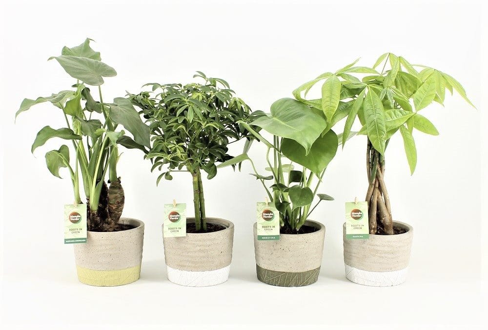 Jungle Green Mix in Stone Leaf ↑ 40 cm ⌀ 14 cm