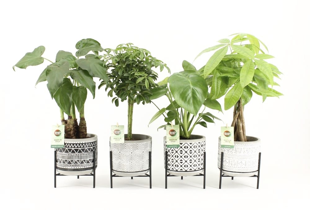 Jungle Mix in Standing Rustique ↑ 40 cm ⌀ 14 cm