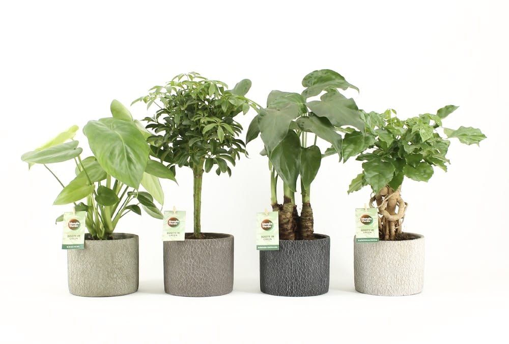 Tropische Mix in Classic Stone ↑ 30 cm ⌀ 14 cm